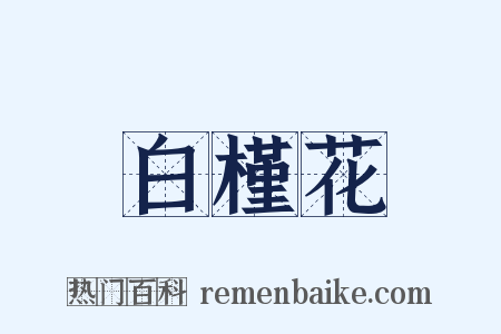 白槿花是什么意思的图片